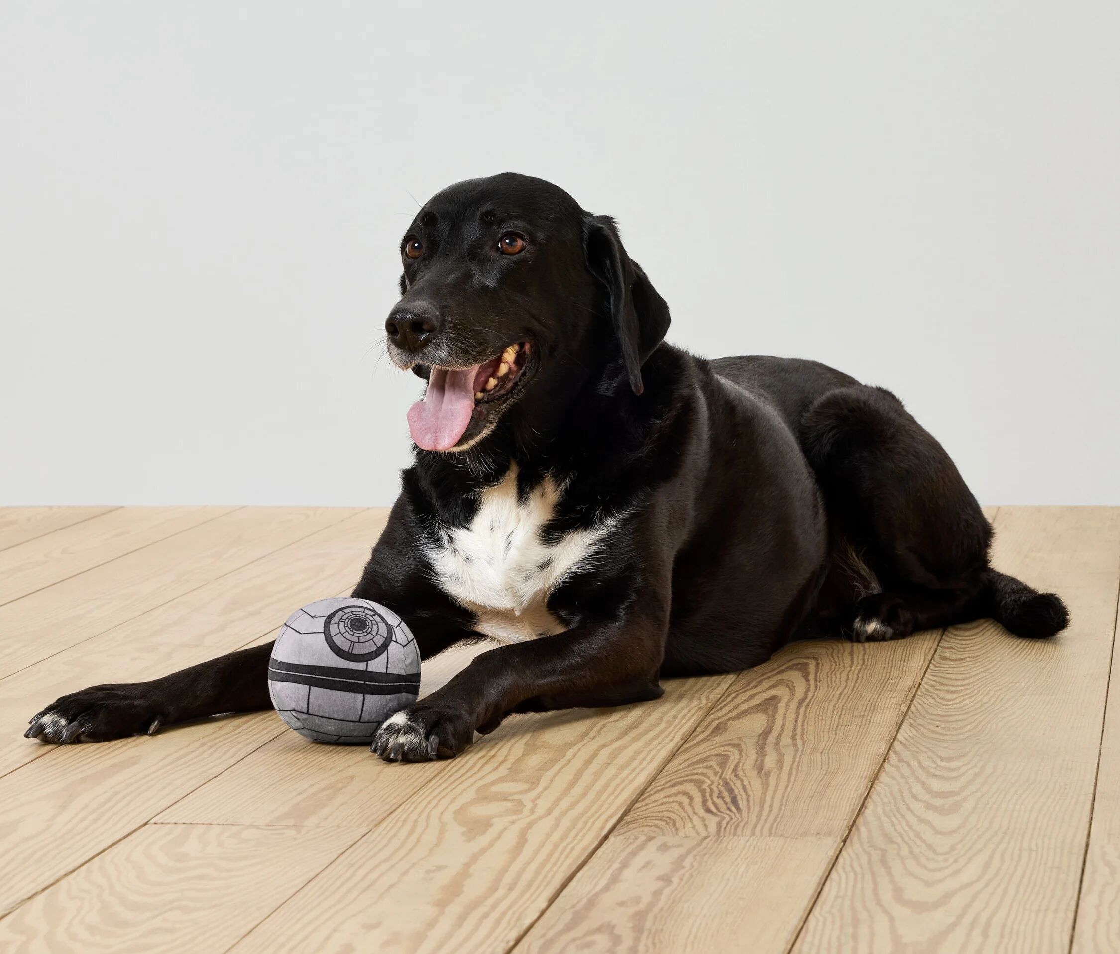 Tchibo - Hunde-Quietsch-Plüschball »Star Wars« - dunkelgrau