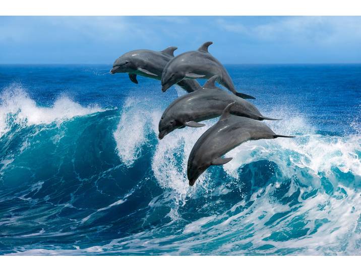 Fototapete PAPERMOON Playful Dolphins , bunt, B:1,5m L:1,11m, Vlies, Tapeten, Fototapete