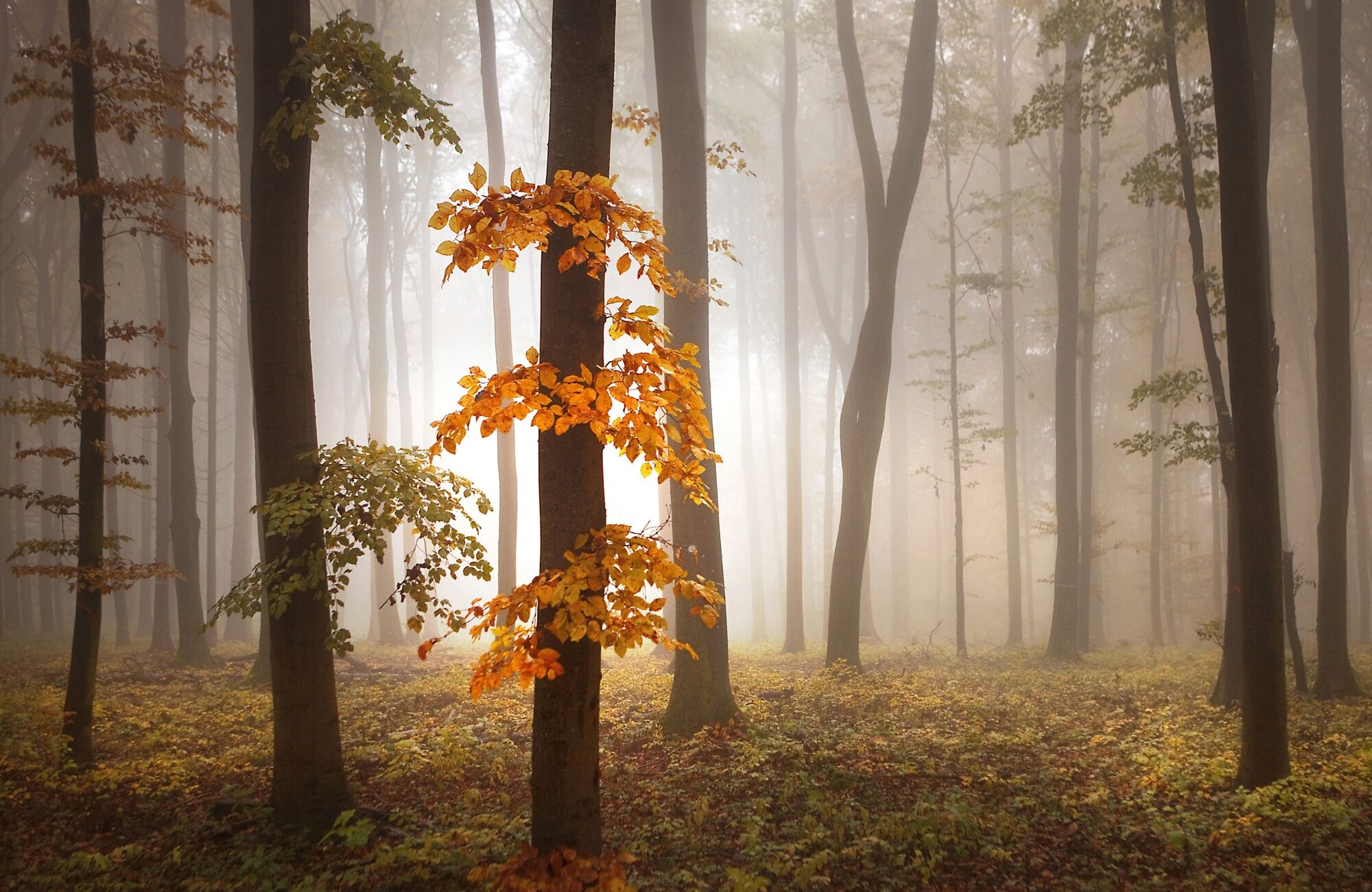 Fototapete PAPERMOON "Photo-Art NICOLAS SCHUMACHER, IM NOVEMBER", bunt, B:2,5m L:1,86m, Vlies, Tapeten, Fototapete bunt B/L: 2,5m x 1,86m, Bahnen: 5 Stk.