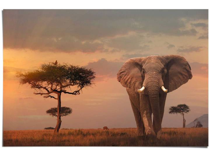 Poster REINDERS Afrikas Wildtiere Elefant , braun (farbe bild(er): braun), B:91,5cm H:61cm, Papier, Bilder, Poster