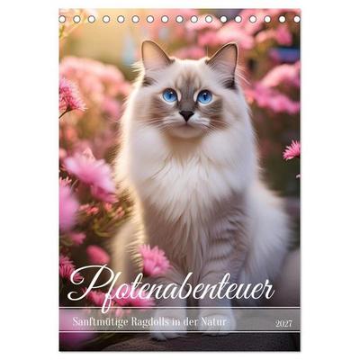 Pfotenabenteuer - Ragdolls in der Natur (Tischkalender 2027 DIN A5 hoch), CALVENDO Monatskalender