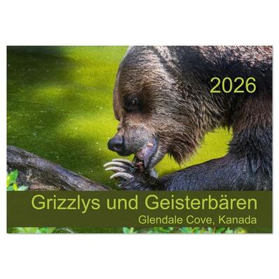 Grizzlys und Geisterbären - Glendale Cove, Kanada (Wandkalender 2026 DIN A2 quer), CALVENDO Monatskalender