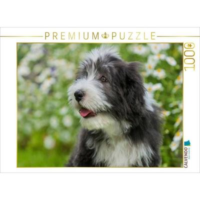 CALVENDO Puzzle Bearded Collie Welpe | 1000 Teile Lege-Größe 64x48cm Foto-Puzzle für glückliche Stunden