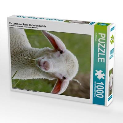 CALVENDO Puzzle Ein Lamm der Rasse Merinolandschafe | 1000 Teile Lege-Größe 64x48cm Foto-Puzzle für glückliche Stunden