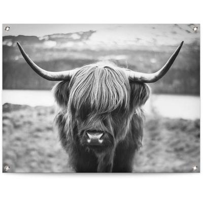Poster REINDERS "Schottische Hochlandrind", schwarz (farbe bild(er): schwarz, weiß), B:80cm H:60cm T:0,1cm, Leinwand, Bilder, Poster