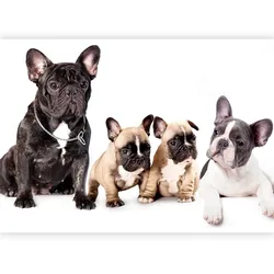 Fototapete French Dogs Schwarz/Weiß