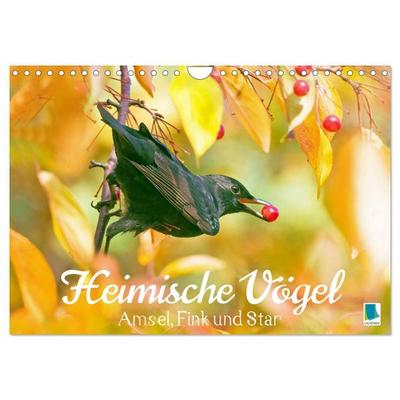Amsel, Fink und Star: Heimische Vögel (Wandkalender 2027 DIN A4 quer), CALVENDO Monatskalender