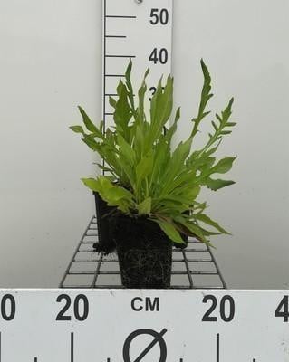 6 x Knautia macedonica Weduwebloem in pot van 9 x 9 cm van GRDplanten