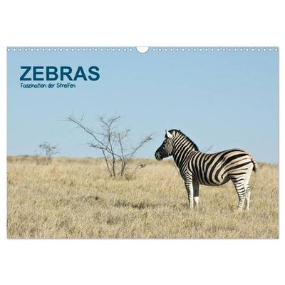 Zebras - Faszination der Streifen (Wandkalender 2027 DIN A3 quer), CALVENDO Monatskalender