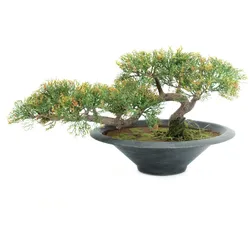 EUROPALMS Bonsai-Zeder, Kunstpflanze, 40cm