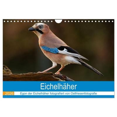 Eichelhäher - Egon der Eichelhäher fotografiert von Ostfriesenfotografie (Wandkalender 2026 DIN A4 quer), CALVENDO Monatskalender