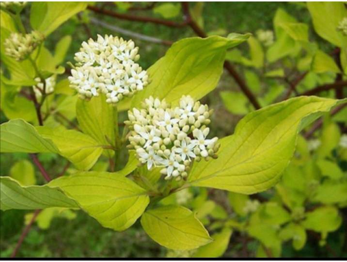 Cornus alba - Kornoelje\, Witte Kornoelje 60- 80 cm in pot