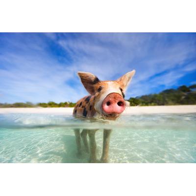 Fototapete PAPERMOON "FERKEL-SCHWEIN TIER SCHWIMMEN HUMOR STRAND SÜDSEE PALME", bunt, B:2,5m L:1,86m, Vlies, Tapeten