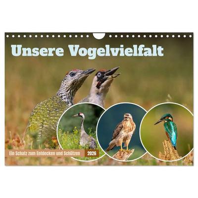 Unsere Vogelvielfalt: Ein Schatz zum Entdecken und Schützen (Wandkalender 2026 DIN A4 quer), CALVENDO Monatskalender