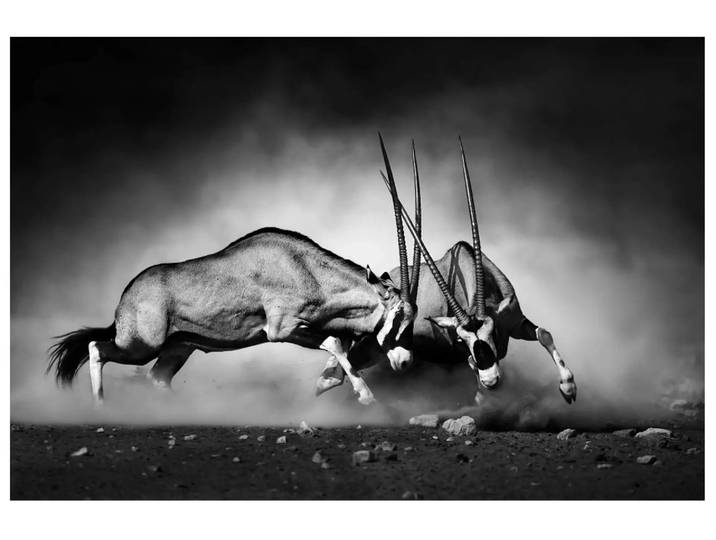 Digitaldruck auf Acrylglas 2 Kämpfende Oryx image LAND