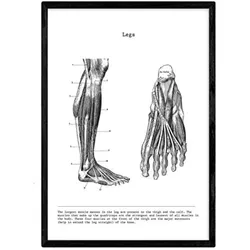 POSTER Anatomie Beine A4 Schwarzer Rahmen