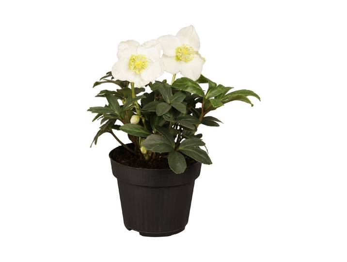 Christrose (Helleborus niger), Topfgrösse Ø15cm