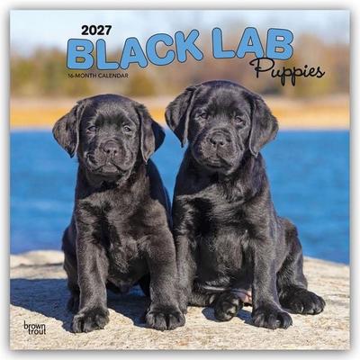 Black Labrador Retriever Puppies – Schwarze Labrador Retriever Welpen 2027 – 16-Monatskalender
