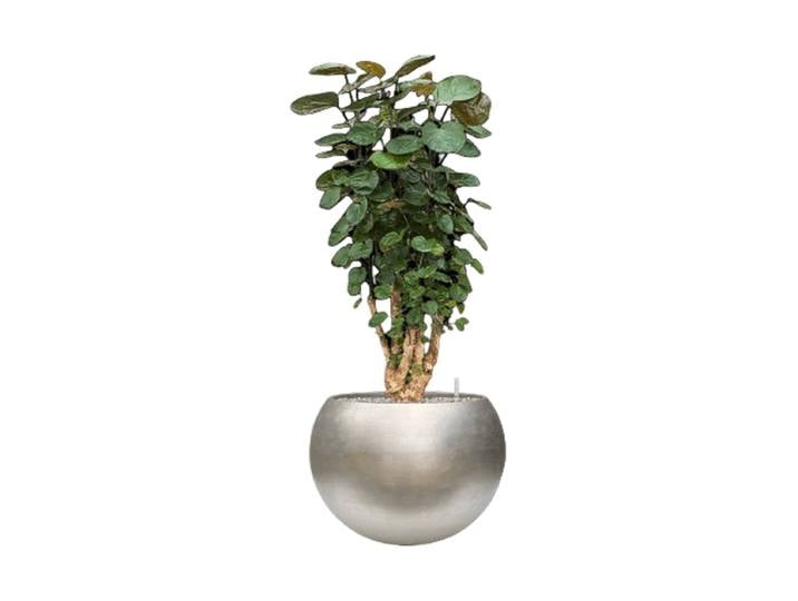 Pflanzen Arrangement „Aralia Fabian in Baq Metallic“, Höhe 115-125 cm Baq Design