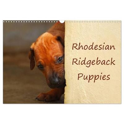 Rhodesian Ridgeback Puppies (Wall Calendar 2027 DIN A3 landscape), CALVENDO 12 Month Wall Calendar