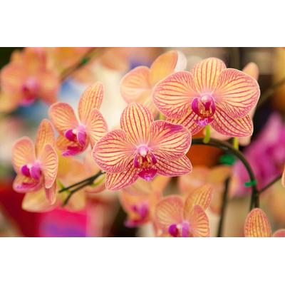 Fototapete PAPERMOON "Blumen", bunt, B:3m L:2,23m, Vlies, Tapeten