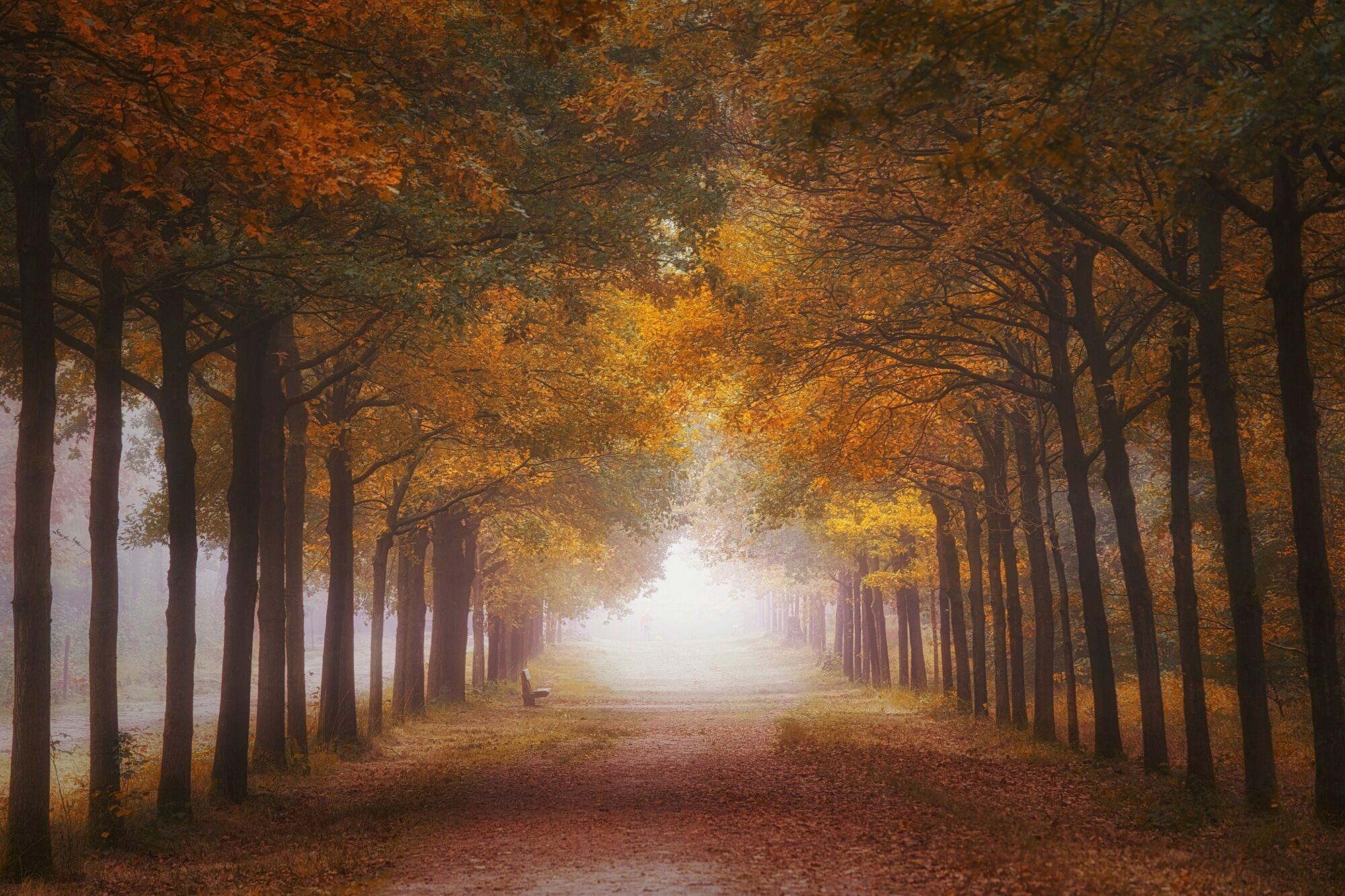 Fototapete PAPERMOON "Photo-Art SASKIA DINGEMANS, NEBELIGER HERBSTRAUM", bunt, B:2,5m L:1,86m, Vlies, Tapeten, Fototapete bunt B/L: 2,5m x 1,86m, Bahnen: 5 Stk.