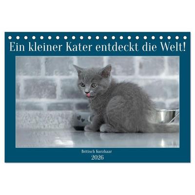 Ein kleiner Kater entdeckt die Welt! (Tischkalender 2026 DIN A5 quer), CALVENDO Monatskalender