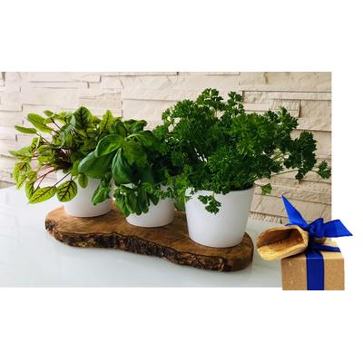 Kräuterbeet OLIVENHOLZ-ERLEBEN "3er Kräuterstation auf Olivenholz-Sockel", beige (braun), Massivholz, Porzellan, Pflanzgefäße, elegante Keramikübertöpfe, perfekt für direktes Einsetzen von Kräutern