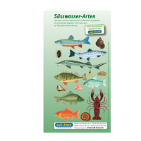 Fischkartenset Süsswasser