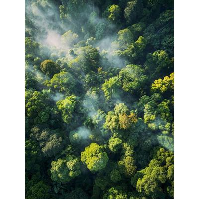CALVENDO Puzzle Amazonas Krone im Morgendunst, Millionen Blätter atmen Leben | 1000 Teile Lege-Größe 64x48cm Foto-Puzzle für glückliche Stunden,
