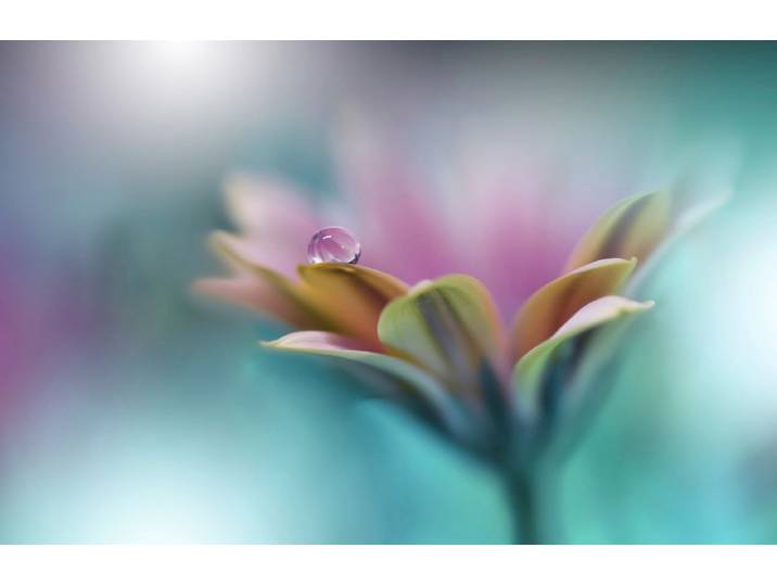 Papermoon Zen Wassertropfen mit Blume Makro