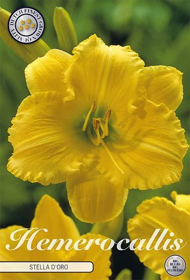 Sam van Schooten Taglilie Stella d'Or (1 stuk)