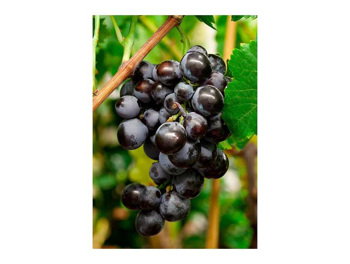 Robustarebe® Early Campbell ' blau (Vitis vinifera 'Early Campbell ' Robustarebe®) 100-120 cm inklusive Topf'