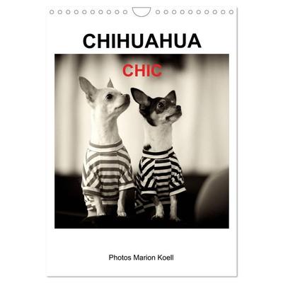 CHIHUAHUA CHIC Photos Marion Koell (Wandkalender 2027 DIN A4 hoch), CALVENDO Monatskalender