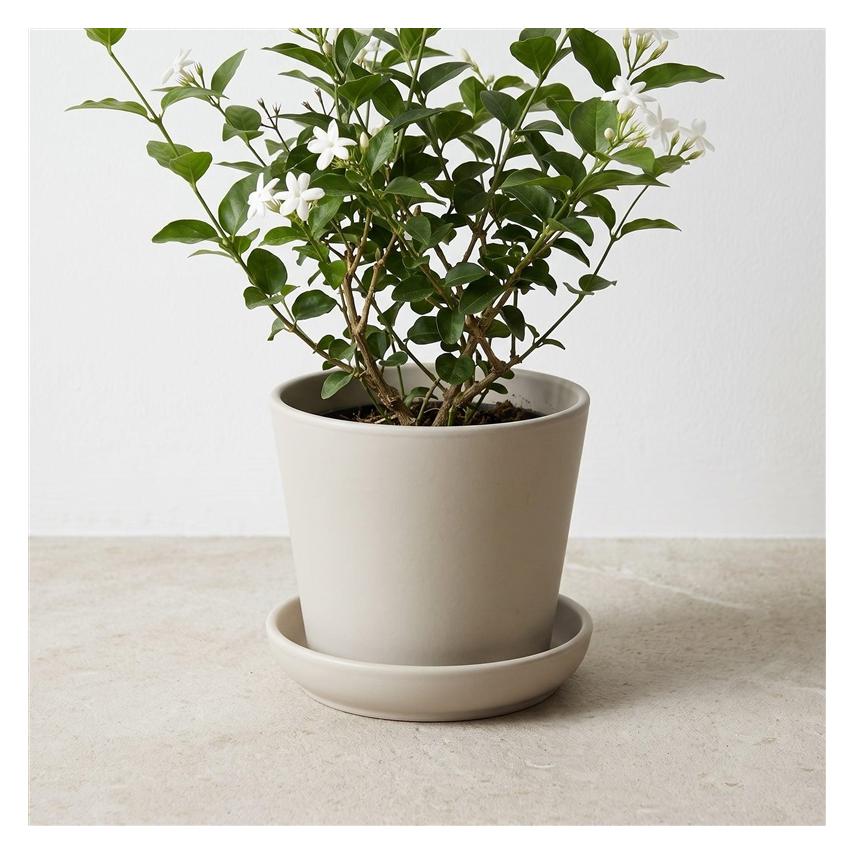 Domoletti Ceramic Plate (59869522)