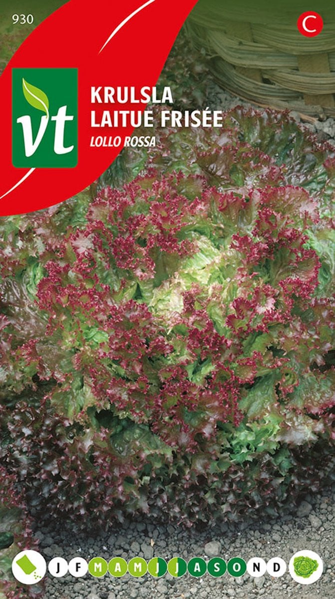 Sla Krulsla Lollo Rossa Zaden - Decoratieve en Roodgetinte Slakrop
