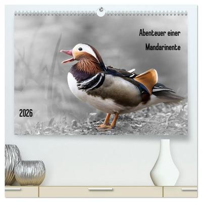 Abenteuer einer Mandarinente (hochwertiger Premium Wandkalender 2026 DIN A2 quer), Kunstdruck in Hochglanz