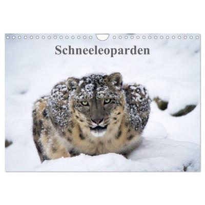 Schneeleoparden (Wandkalender 2026 DIN A4 quer), CALVENDO Monatskalender