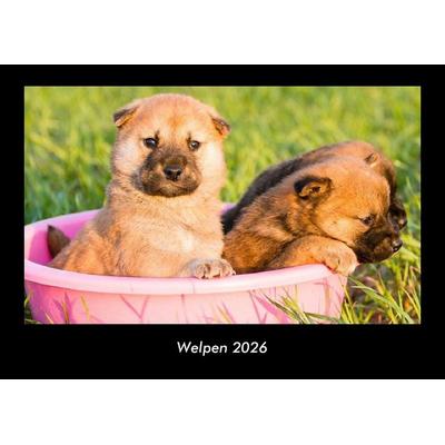 Welpen 2026 Fotokalender DIN A3