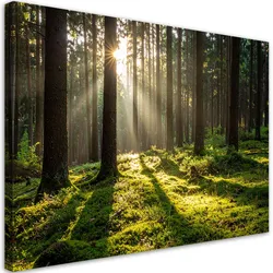 LEINWANDBILD Wald Bäume Sonnenaufgang 60x40cm