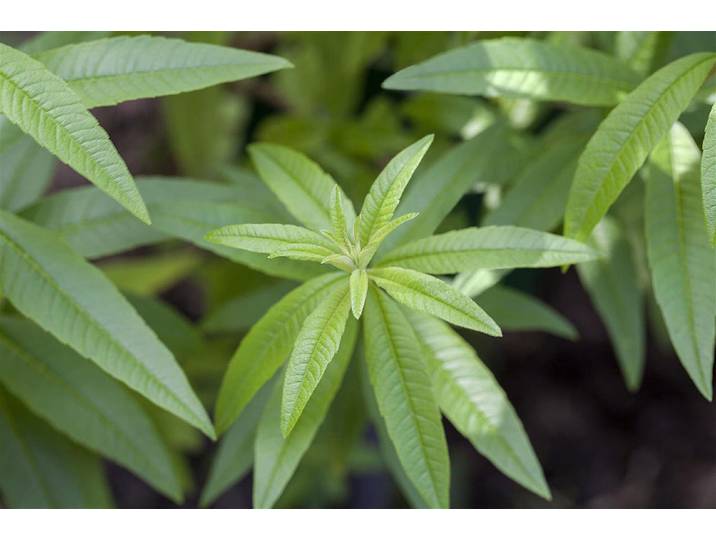 Naturaplan Zitronenverbene ⌀ 13 cm
