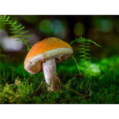 CALVENDO Puzzle Birkenpilz (Leccinum scabrum) 1000 Teile Lege-Größe 640 x 480 cm Foto-Puzzle Bild von Peter Roder