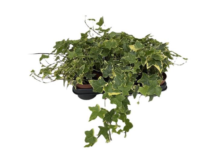 Bio Efeu gelb panaschiert Ø11cm 8er Set