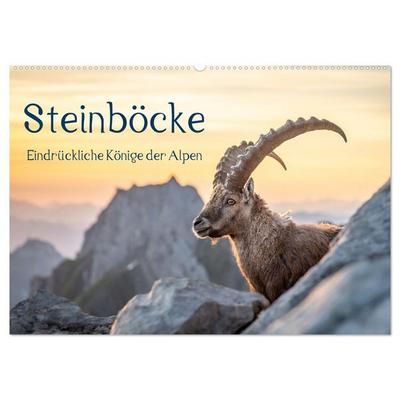 Steinböcke - Eindrückliche Könige der Alpen (Wandkalender 2026 DIN A2 quer), CALVENDO Monatskalender