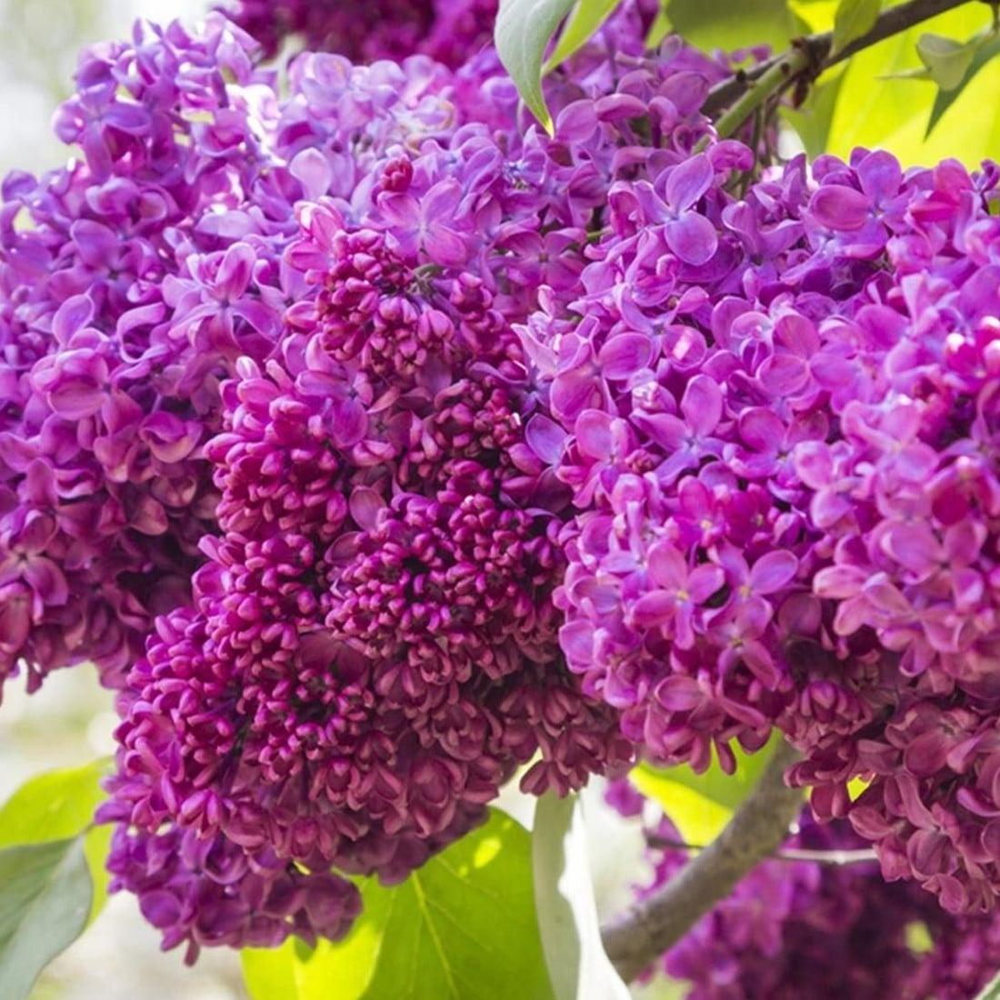 Arborix Syringa vulgaris Charles Joly Edelweiss - 40-60 cm in pot