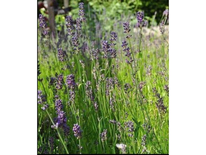2 x Lavandula ang. 'Munstead' - Lavendel In pot 3 liter