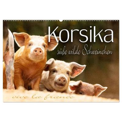 Korsika - süße, wilde Schweinchen (Wandkalender 2026 DIN A2 quer), CALVENDO Monatskalender