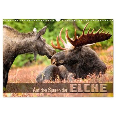 Auf den Spuren der Elche (Wandkalender 2026 DIN A3 quer), CALVENDO Monatskalender