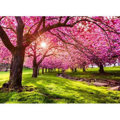 Fototapete PAPERMOON "Cherry Tree Blossom", bunt, B:4m L:2,6m, Vlies, Tapeten