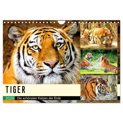 Tiger. Die schönsten Katzen der Erde (Wandkalender 2026 DIN A4 quer), CALVENDO Monatskalender